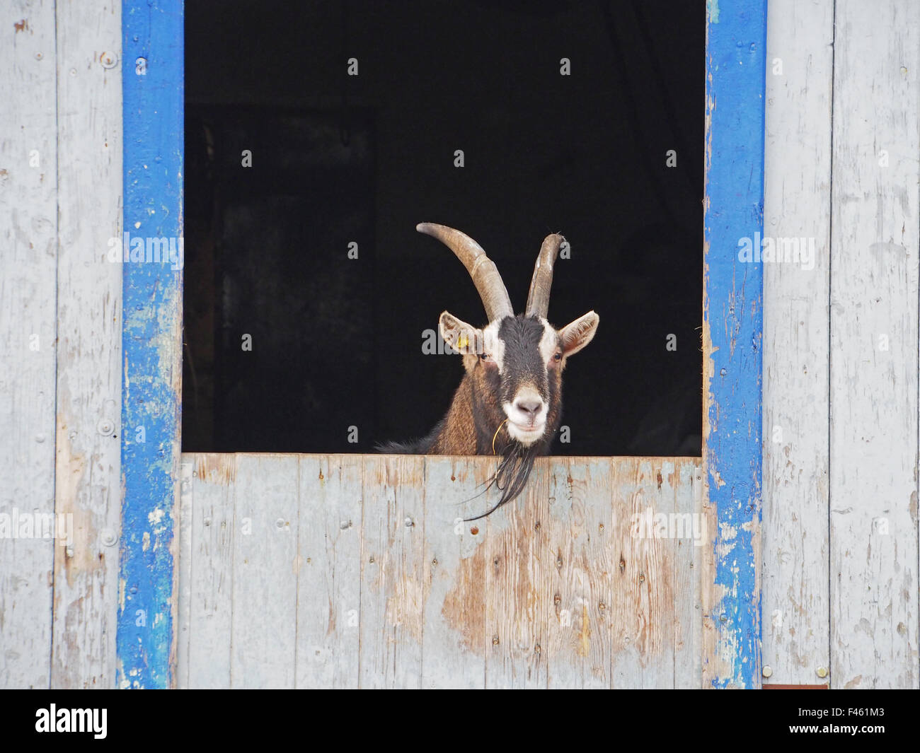 billy goat Stock Photo