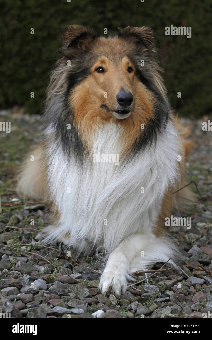 Langhaarcollie hi-res stock photography and images - Alamy