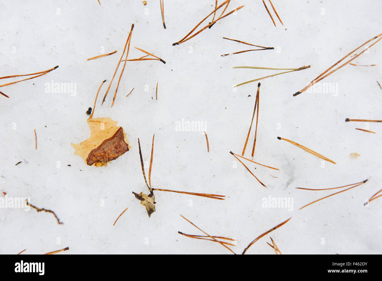 Close up background. Pine needles in forest on the snow Stock Photo - Alamy