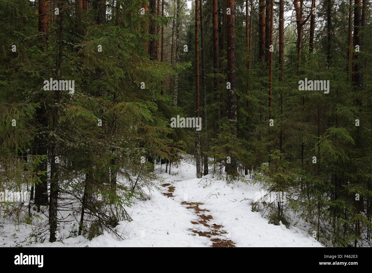 Path in the foggy forest Stock Photo - Alamy