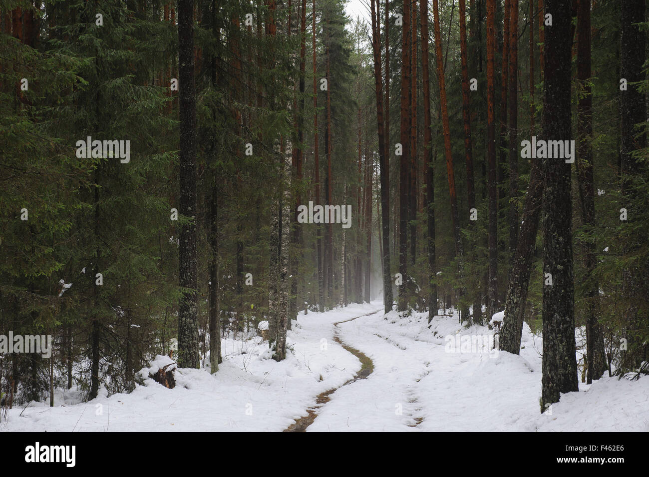 Path in the foggy forest Stock Photo - Alamy