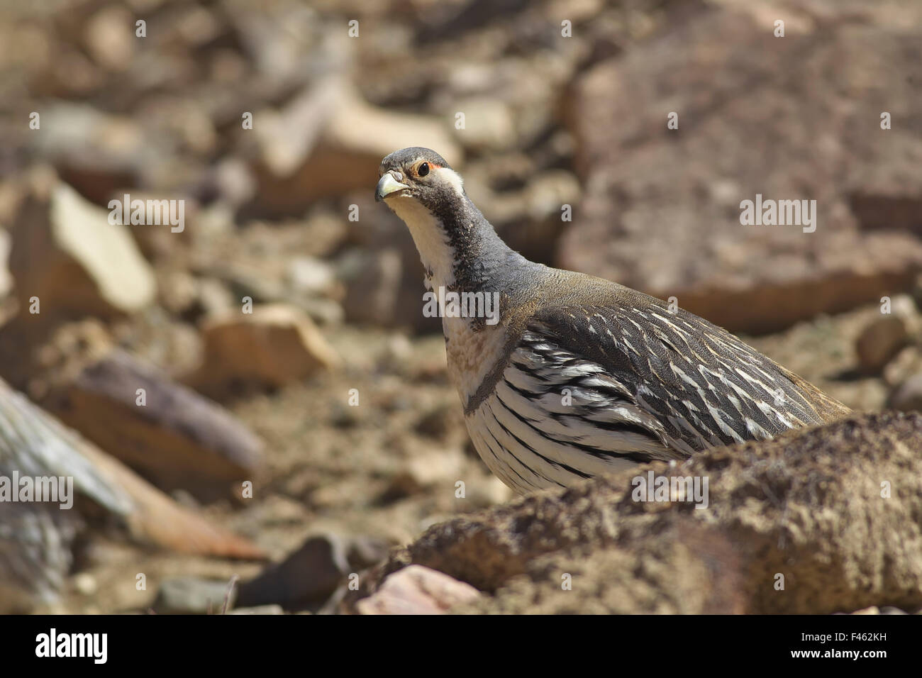 Tibetan snowcock (Tetraogallus tibetanus) Mount Qomolangma National