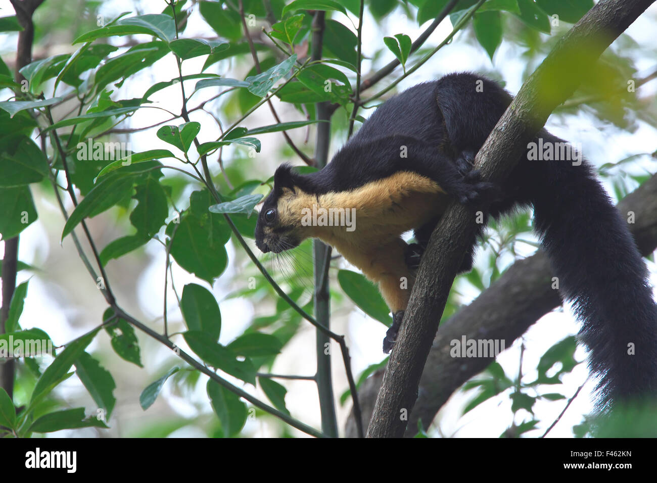 Black Giant Squirrel (Ratufa bicolor) Gaoligong Mountain National Nature Reserve, Tengchong county, Yunnan Province, China, Asia Stock Photo