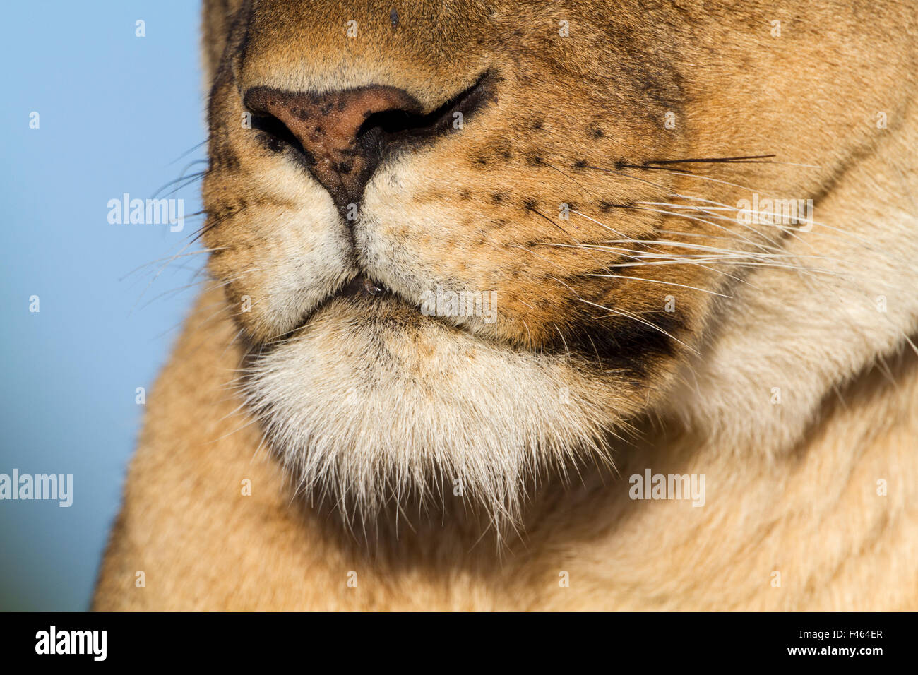 Lion nose hi-res stock photography and images - Alamy