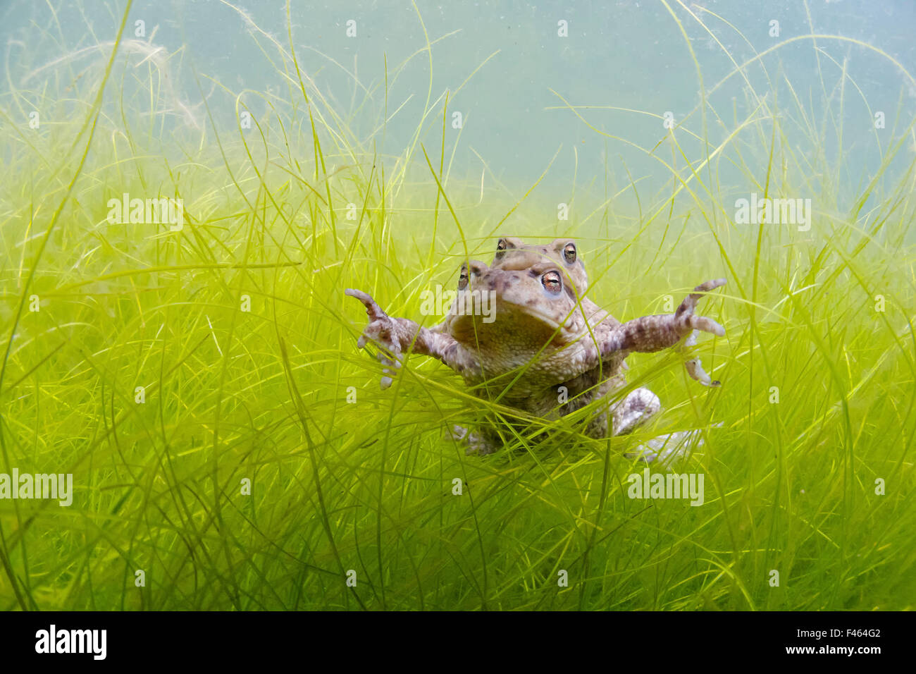Pair of Common toads (Bufo bufo) in amplexus underwater, Belgium, March. Stock Photo