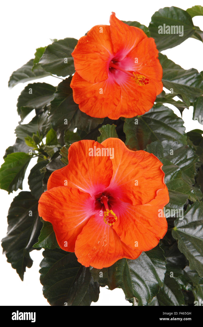 Hibiscus plant hi hi-res stock photography and images - Alamy