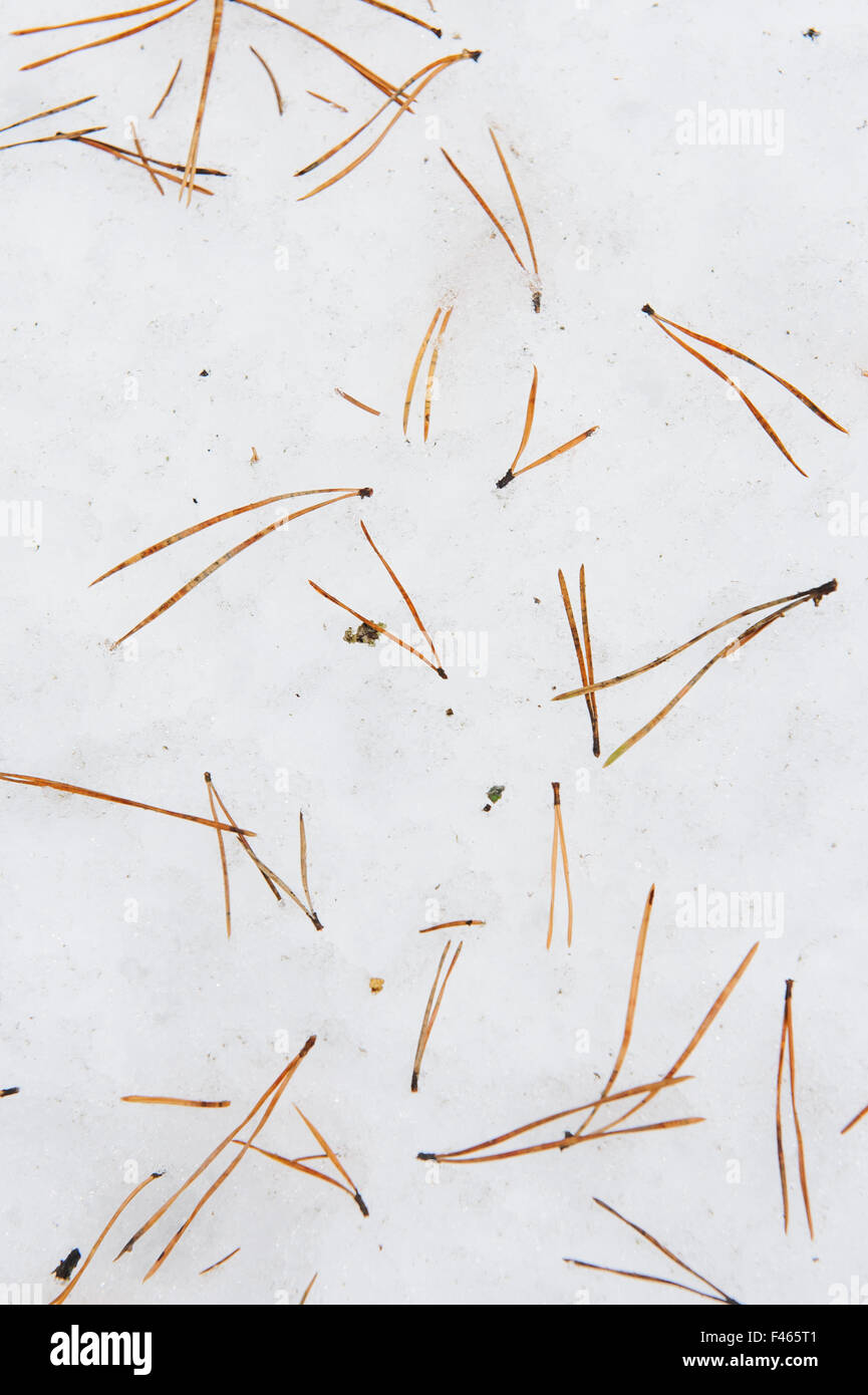 Close up background. Pine needles in forest on the snow Stock Photo - Alamy