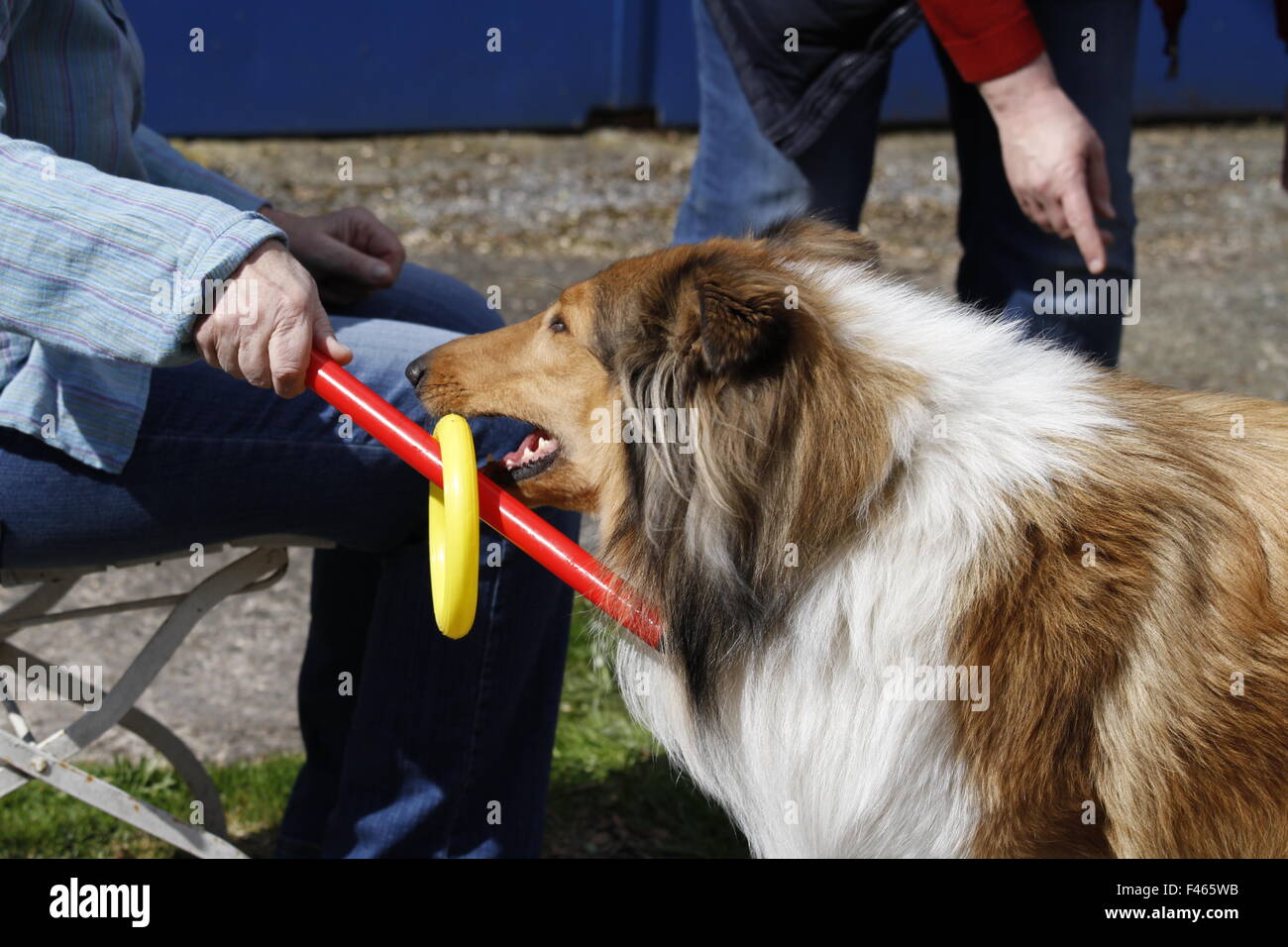 animal-assissted therapy Stock Photo