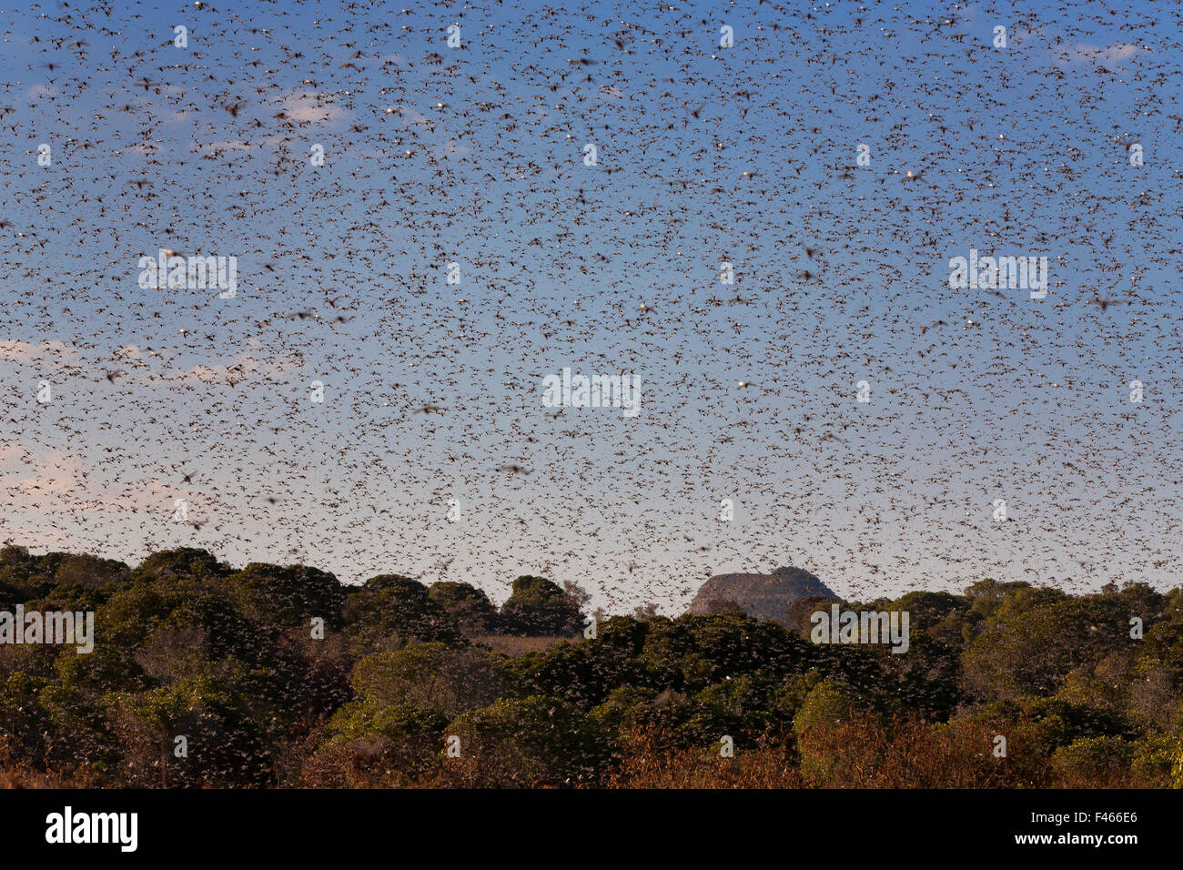 Migratory Locust (Locusta migratoria capito) swarm flying, Isalo National Park, Madagascar. August 2013. Stock Photo