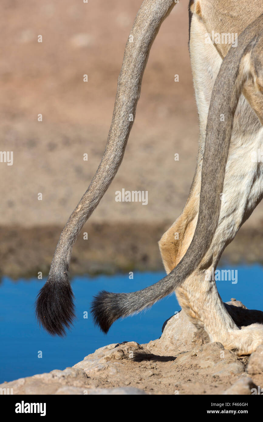 Two African lion tails (Panthera leo), Kgalagadi Transfrontier Park, Northern Cape, South Africa, February Stock Photo
