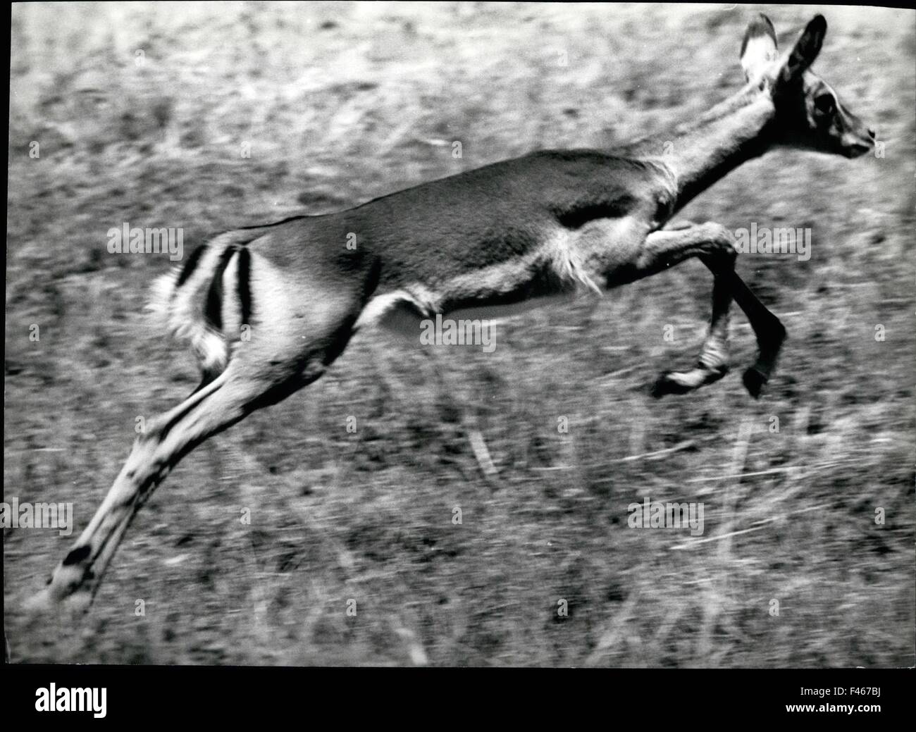 Impala Pictures High Resolution Stock Photography and Images - Alamy