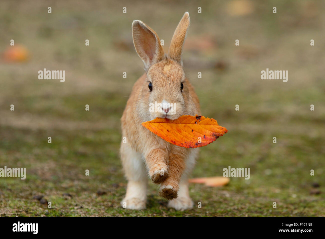 Leaf by mouth hi-res stock photography and images - Alamy