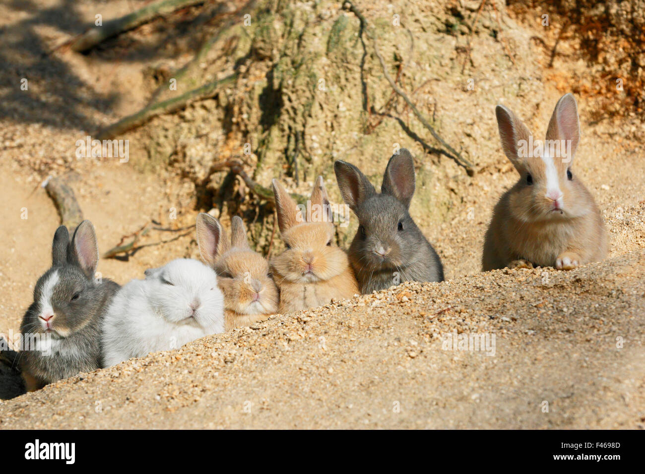 Feral domestic rabbit (Oryctolagus cuniculus) babies resting near ...