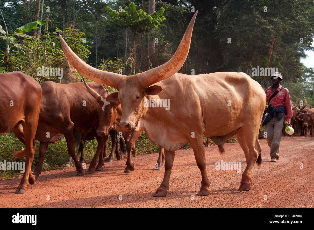 Ankole, zebu cattle, with enormous horns, driven to Kisangani City by Bahema man, Democratic Republic of Congo, December 2012. Stock Photo