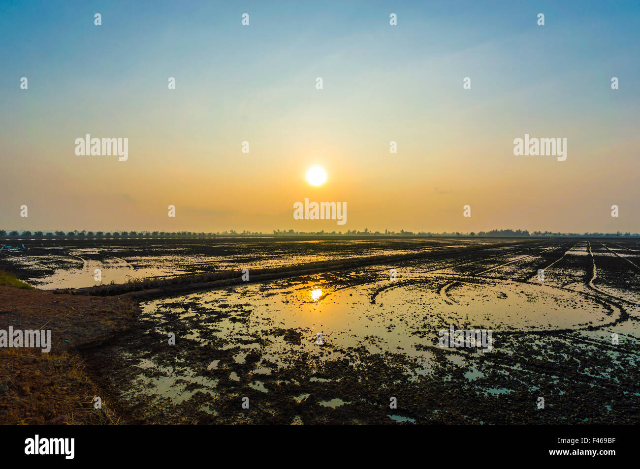 Sunrise and reflection at water paddy field Stock Photo - Alamy