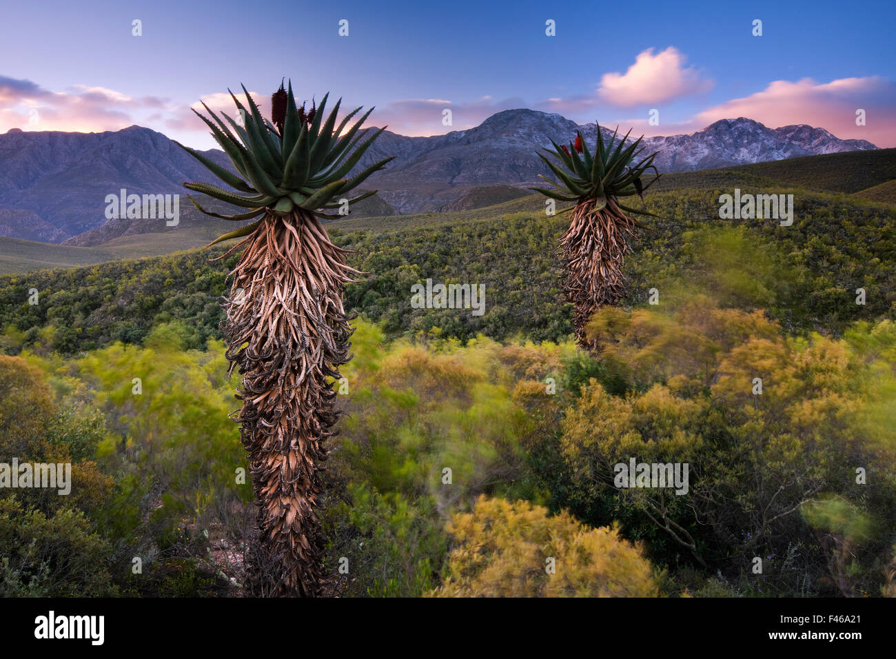 Aloes below the snow-capped peaks of the Swartberg. Near Calitzdorp, Western Cape, South Africa. June 2009. Stock Photo