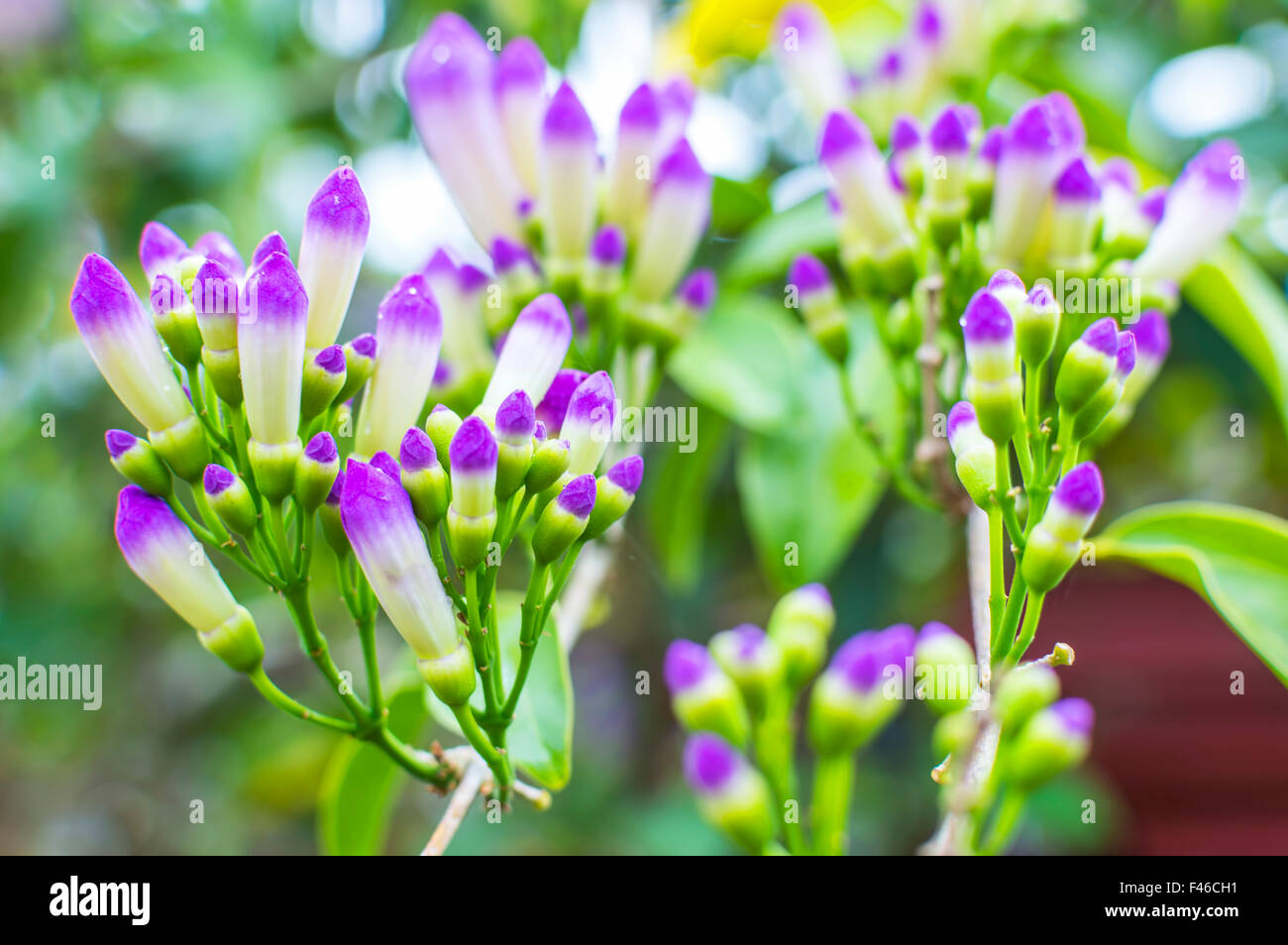 morning glory in bright sunshine and blur background Stock Photo