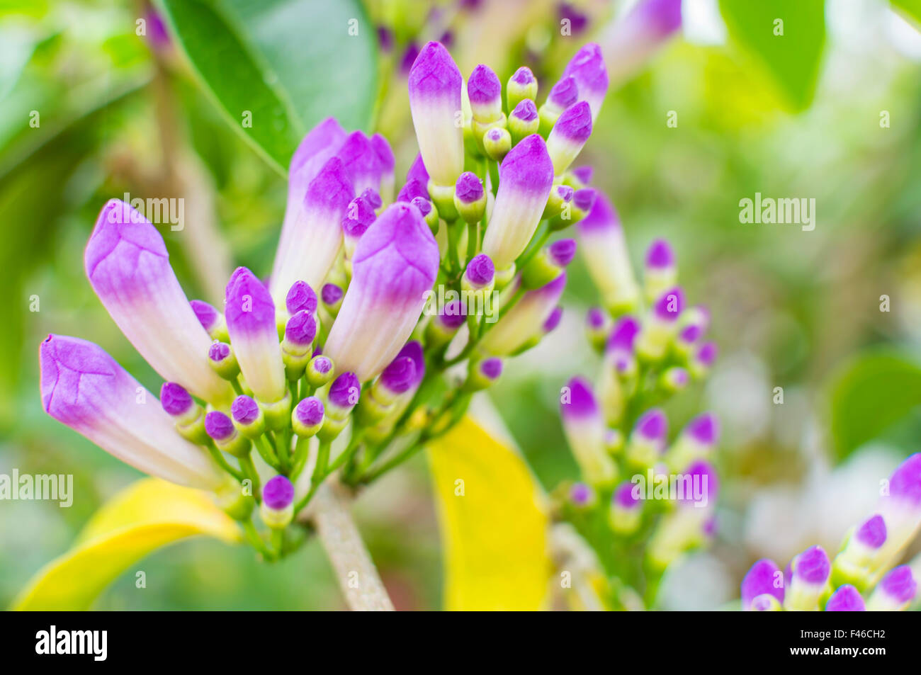 morning glory in bright sunshine and blur background Stock Photo