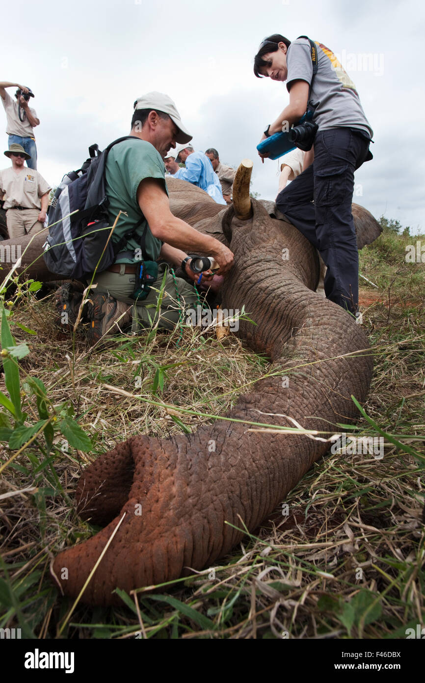 Wild elephant (Loxodonta africana) anaethetised in the bush, the Elephant Population Management Program surgical team finish work after performing vasectomy keyhole surgery, private game reserve, Limpopo, South Africa, April 2011. Stock Photo