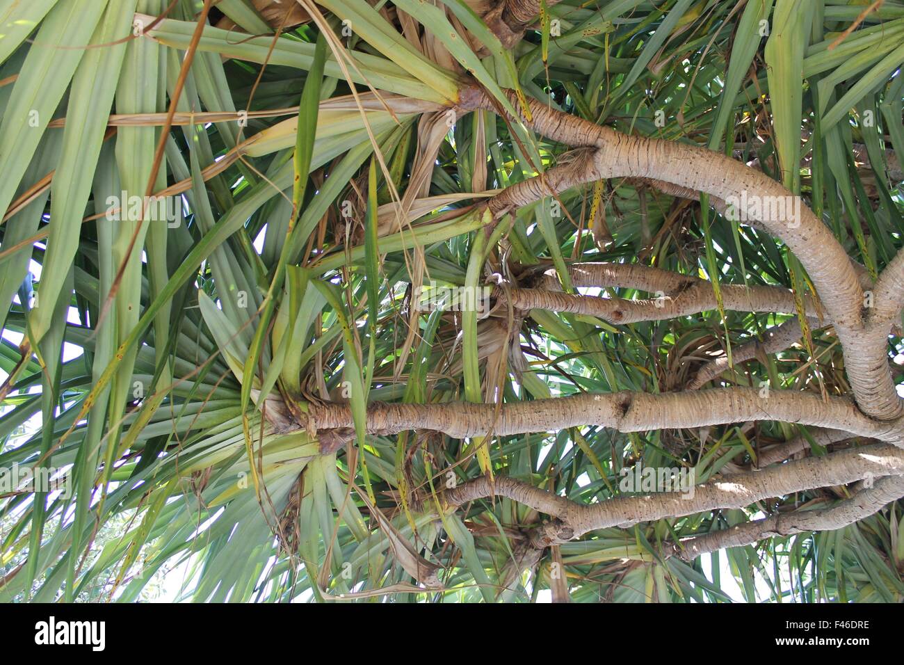 Australian Palm trees Stock Photo Alamy