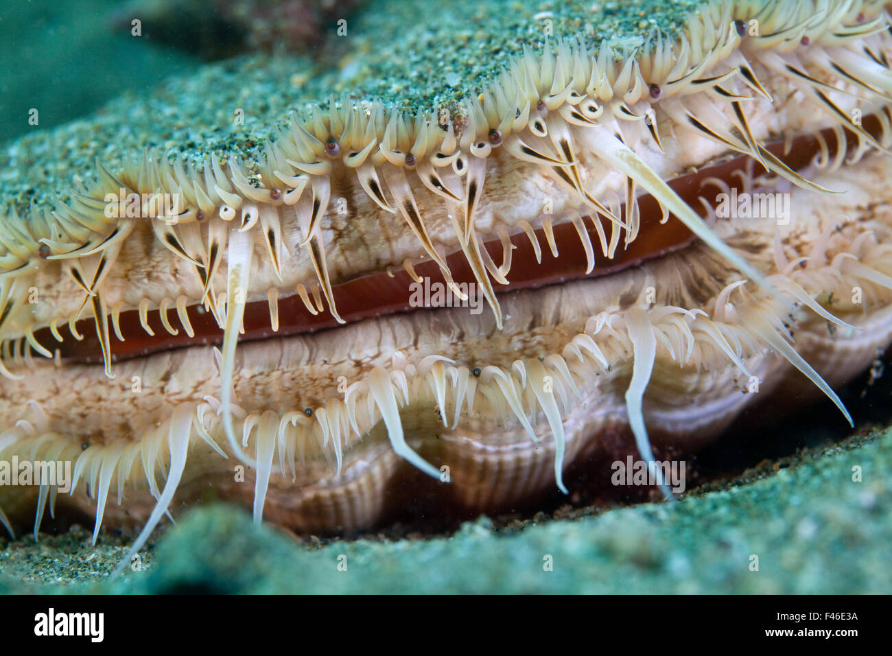 Giant scallop (Pecten maximus) close up detail, Channel Islands, UK June Highly commended in the category of Close to Nature Category of the BWPA Competition 2014. Stock Photo
