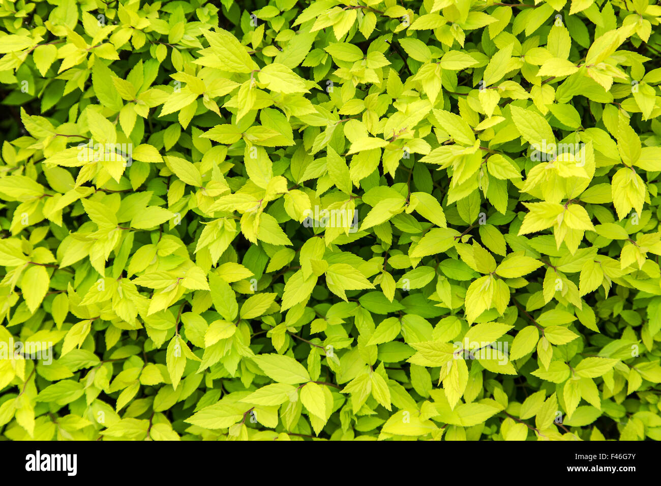 Colorful bush leaves. Close-up shot. Nature background. Stock Photo