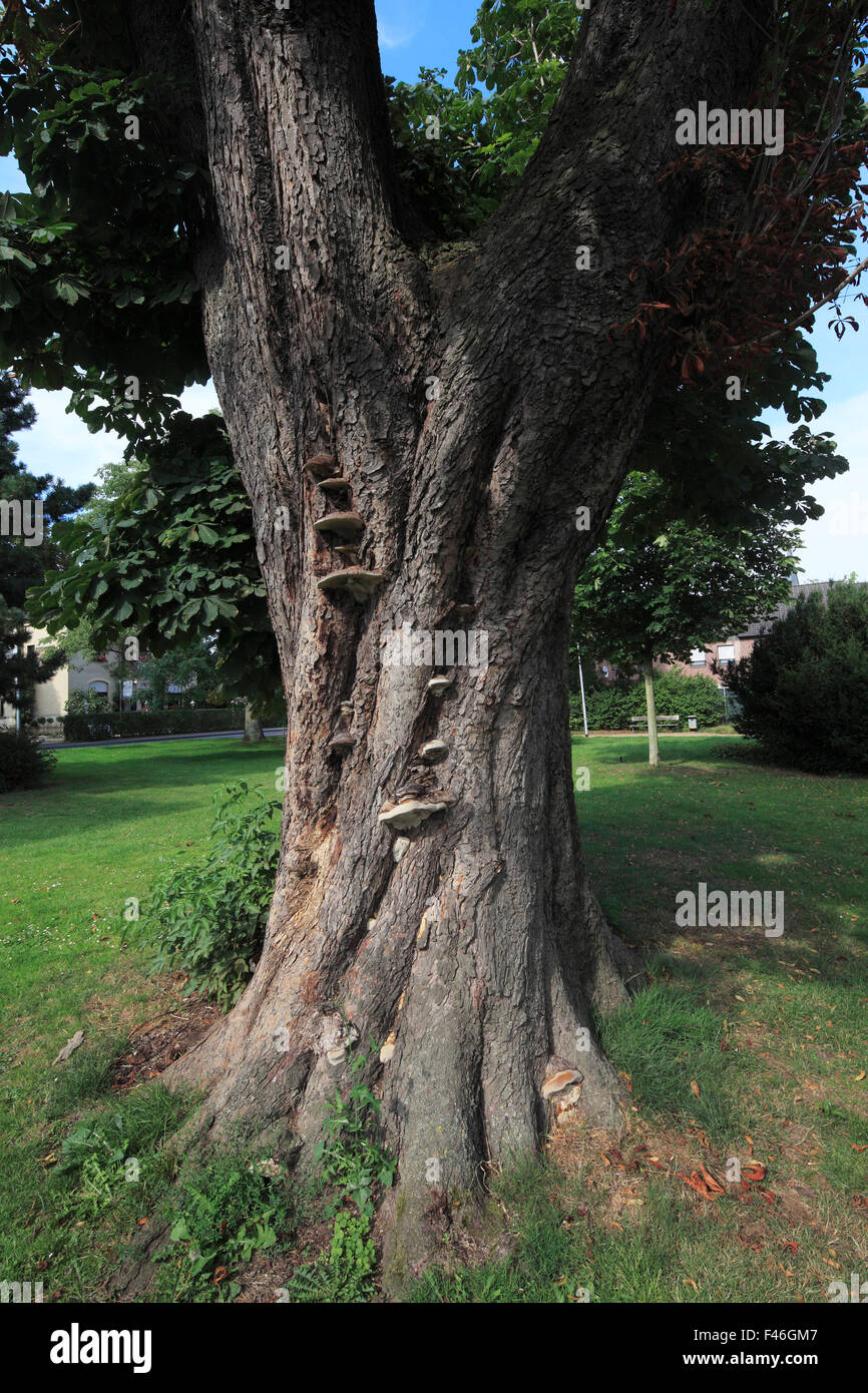 Alter Kastanienbaum im Luna-Park von Viersen-Suechteln, Niederrhein, Nordrhein-Westfalen Stock Photo