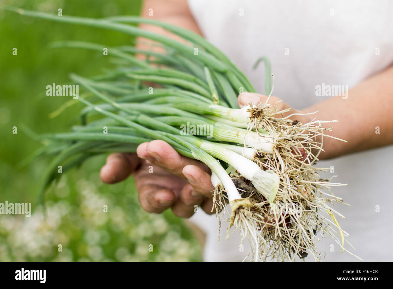 Farmer woman hands holding bunch of spring onions Stock Photo - Alamy