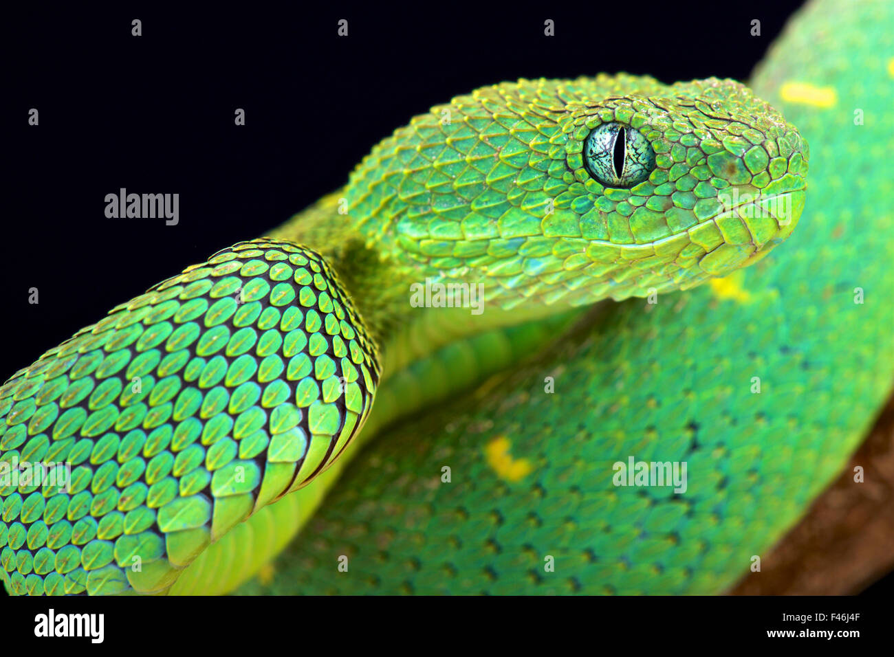 Green Bush Viper - Atheris chlorechis, Green Bush Viper www…