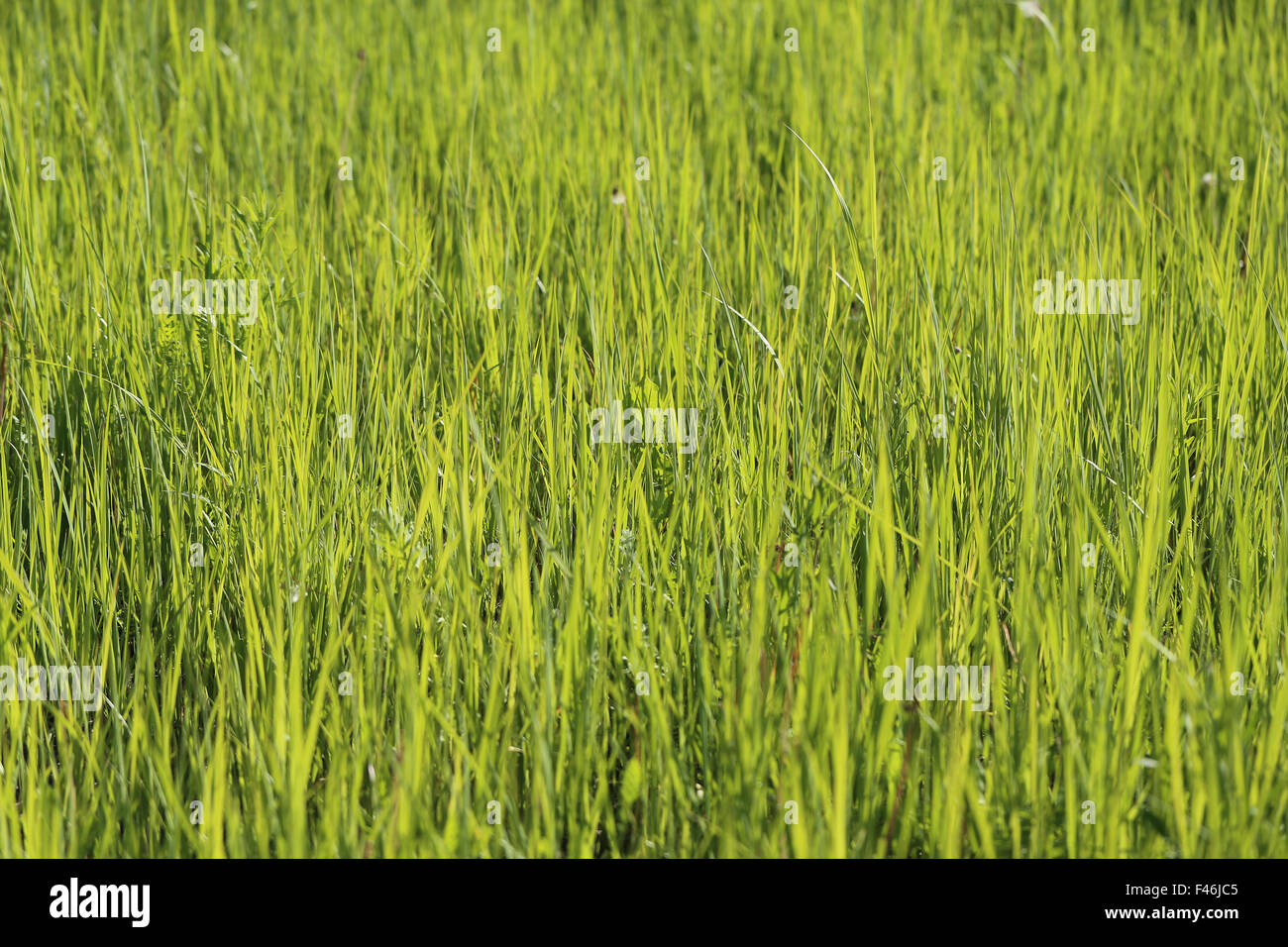 Beautiful green grass lawn photographed close up Stock Photo - Alamy