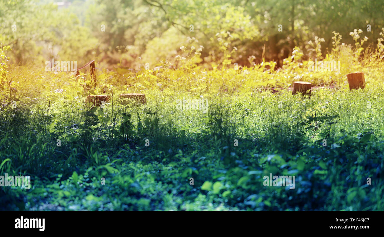 Beautiful green grass lawn photographed close up Stock Photo - Alamy