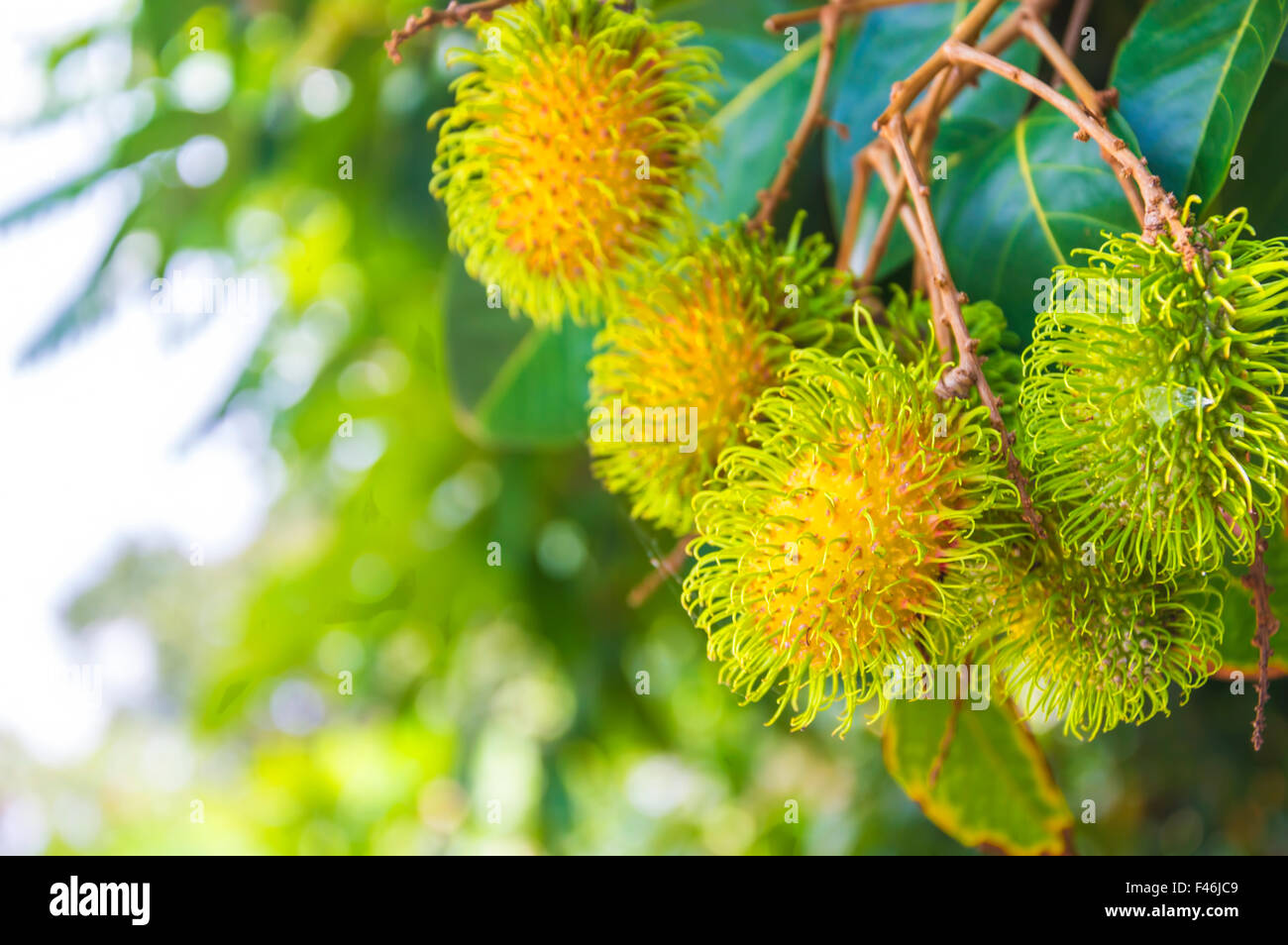 Rambutan orchard hi-res stock photography and images - Alamy