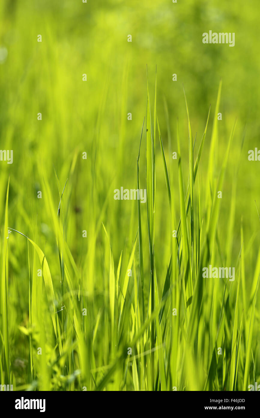 Beautiful green grass lawn photographed close up Stock Photo - Alamy