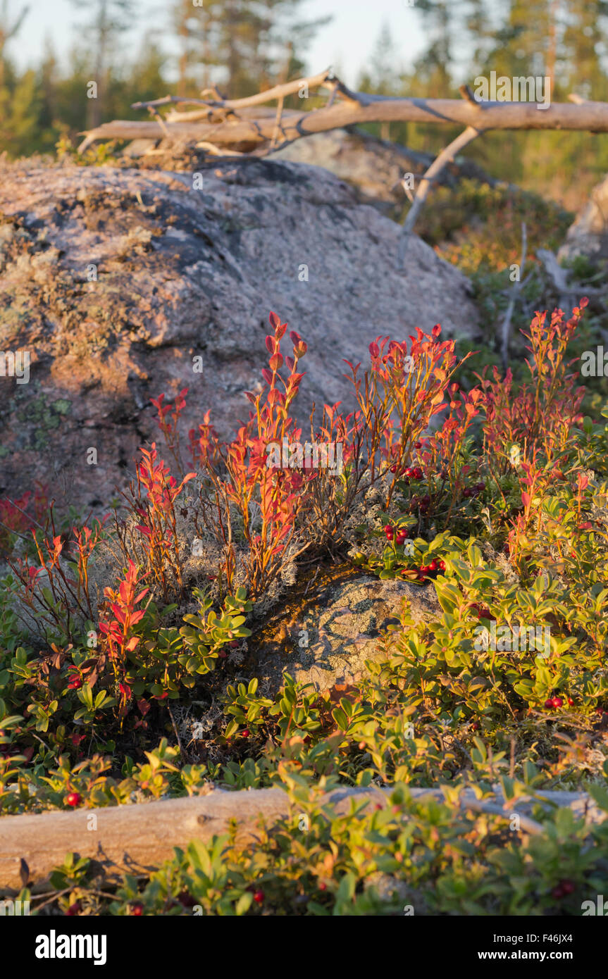 Golden autumn light lits up the red leaves of the Blueberry plants Stock Photo