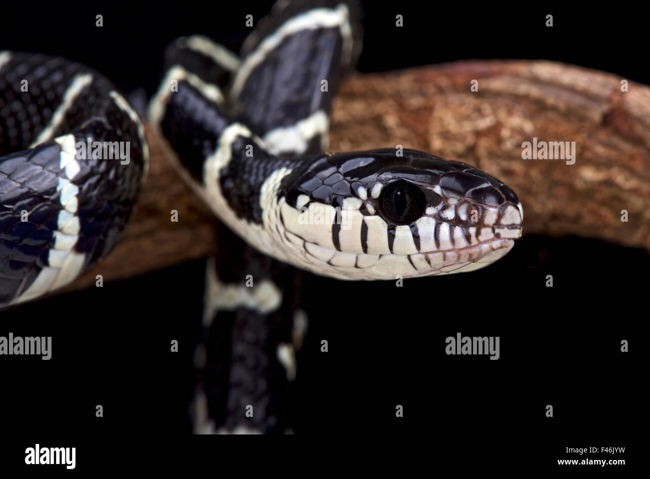 Black and white Mangrove snake (Boiga dendrophila) Stock Photo