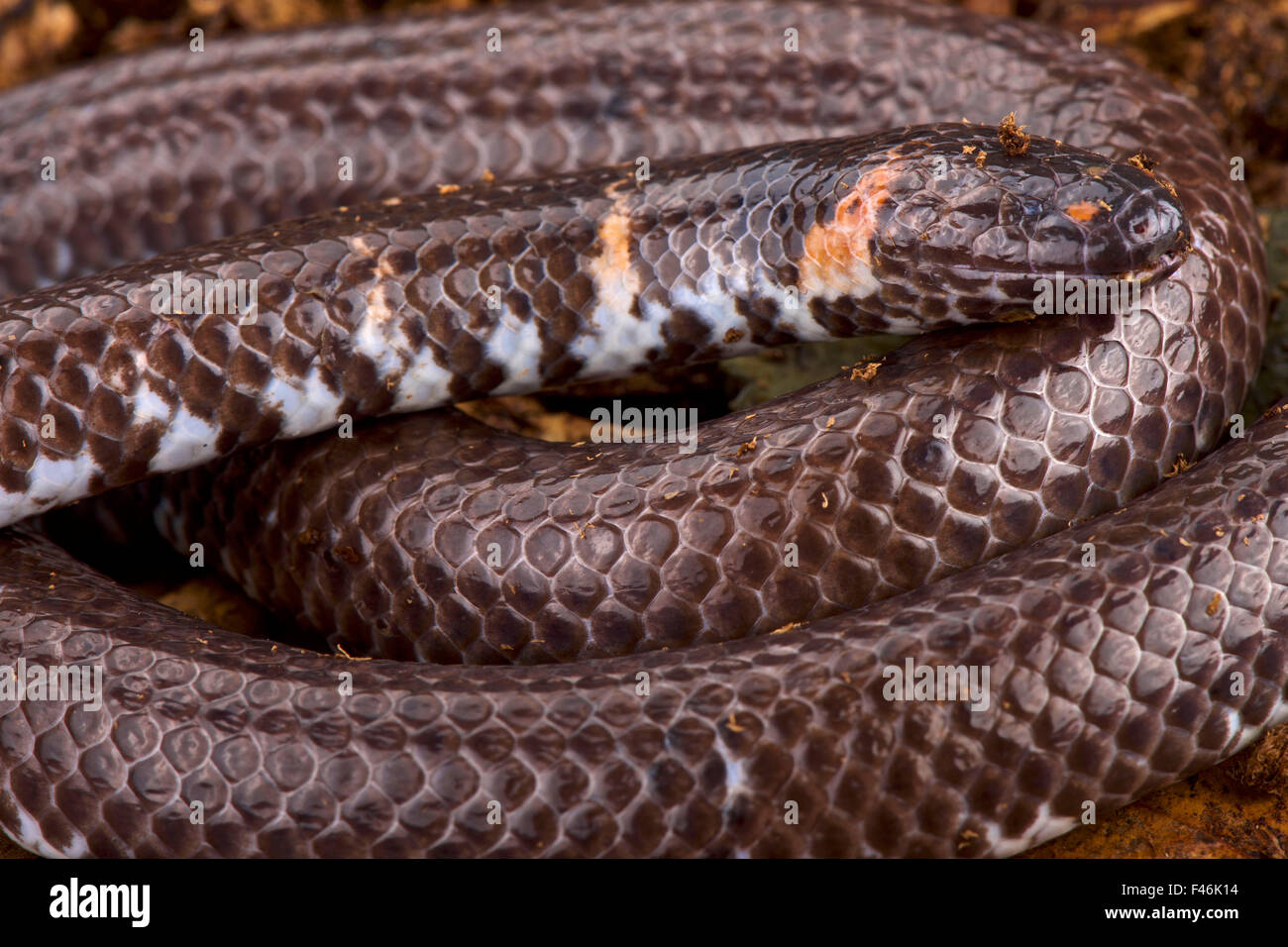 Pipe snake (Cylinddophis rufus) Stock Photo