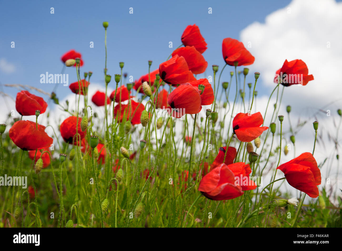 poppy seed flowering Stock Photo Alamy