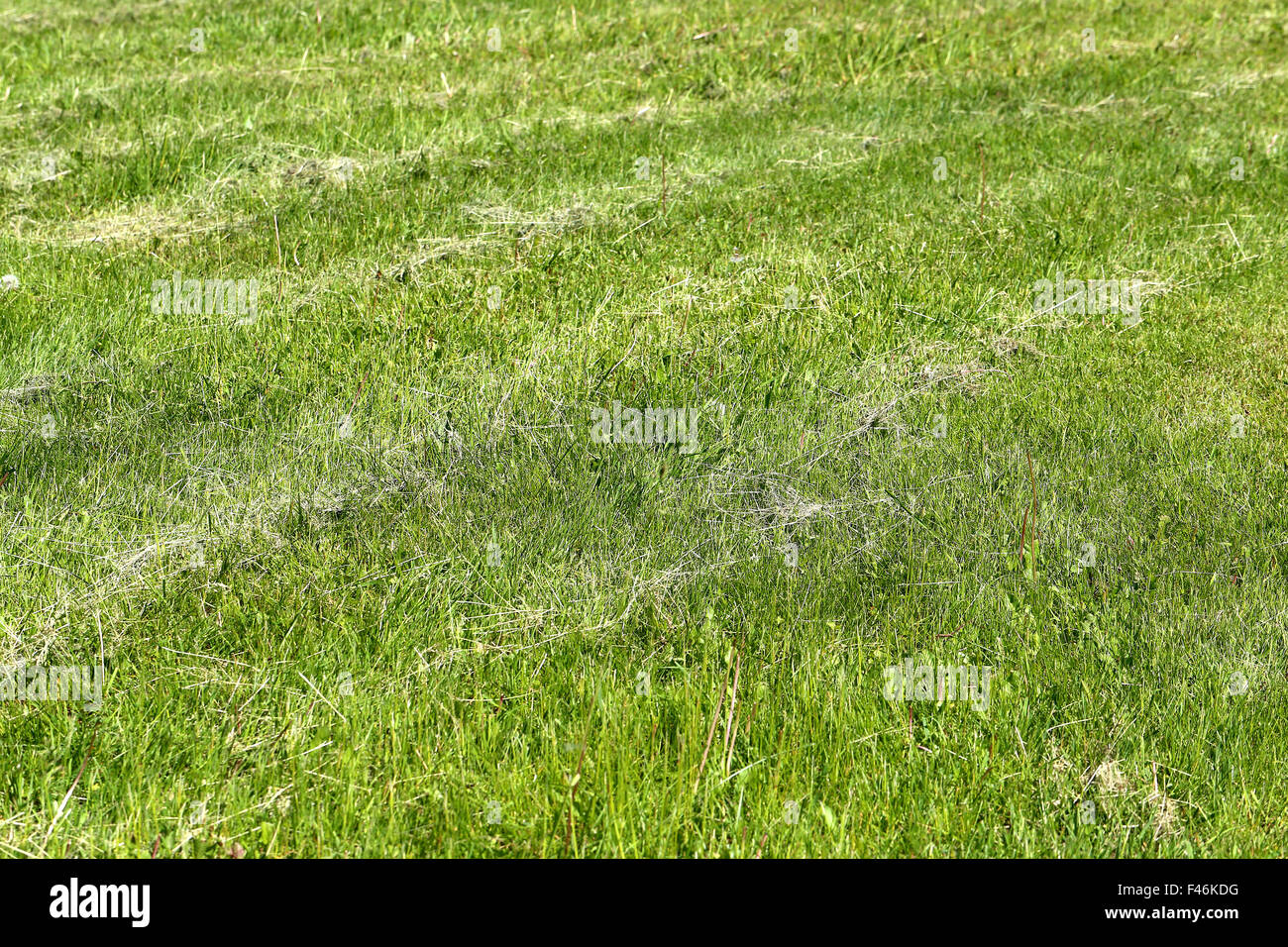 Beautiful green grass lawn photographed close up Stock Photo - Alamy
