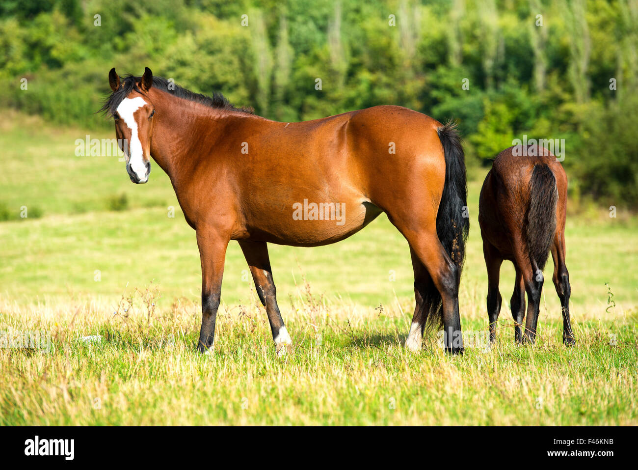 Dark bay horses Stock Photo Alamy