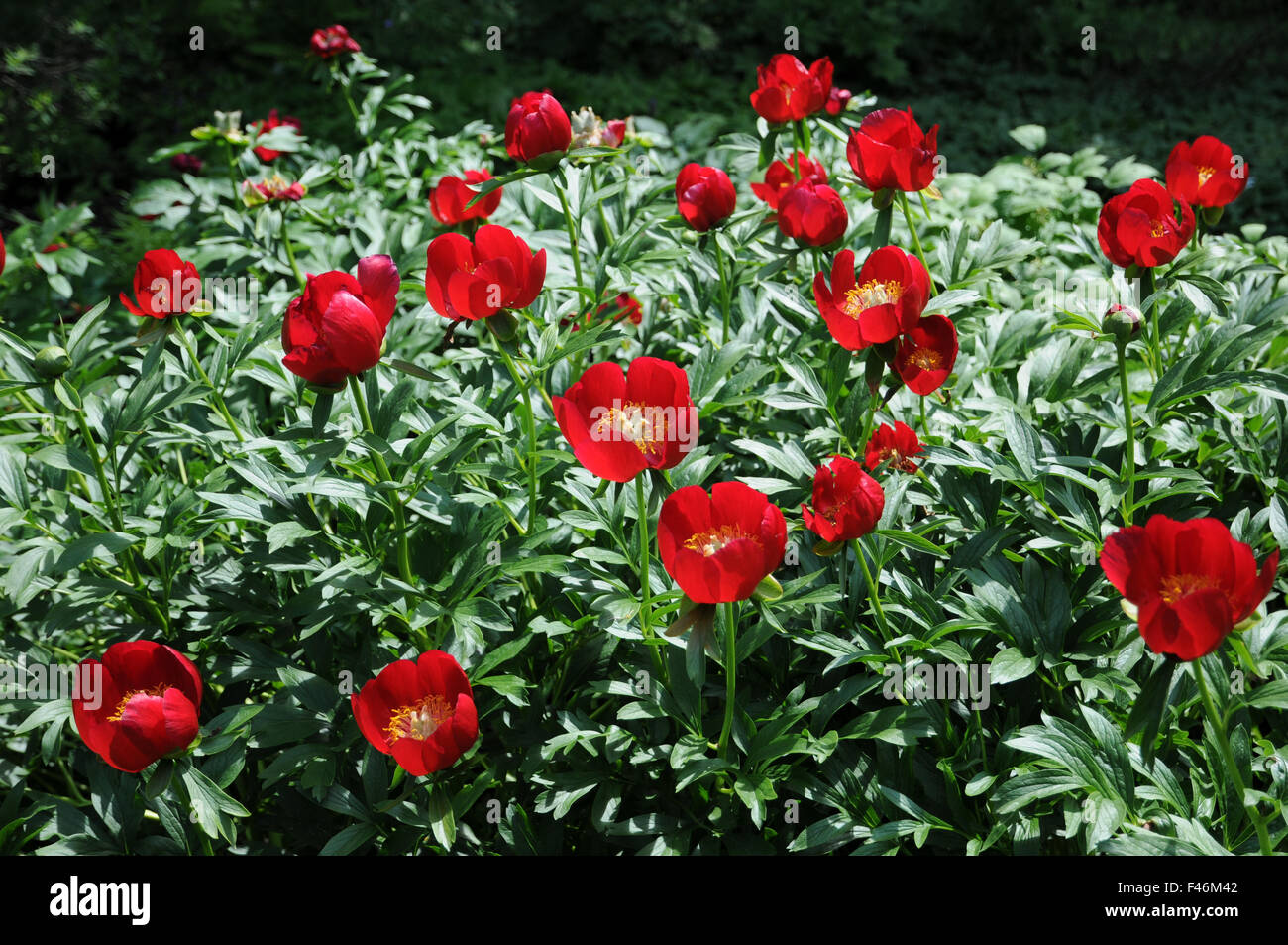 Scarlet red single peony Stock Photo