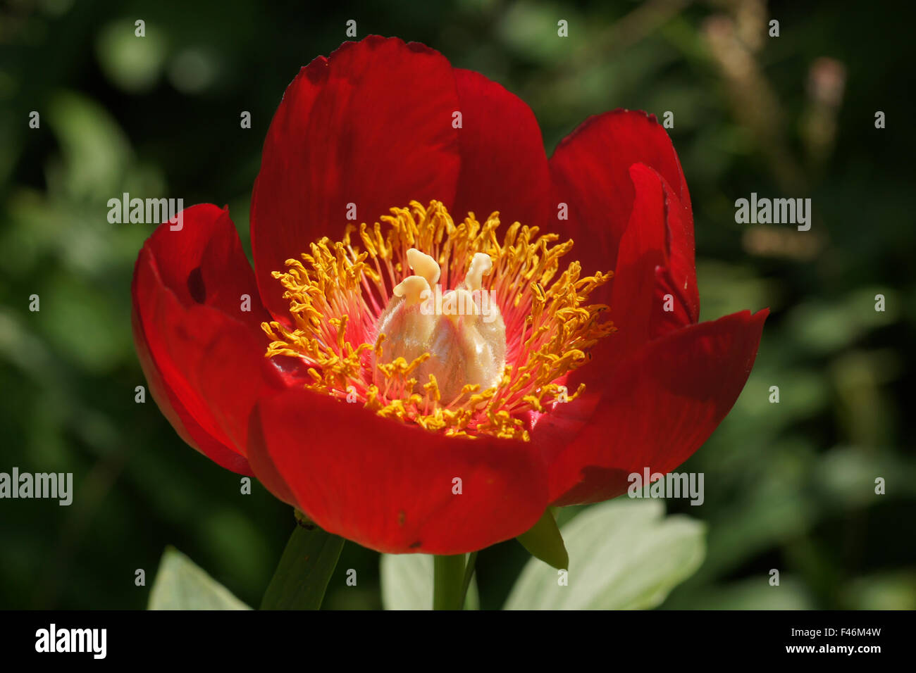 Scarlet red single peony Stock Photo