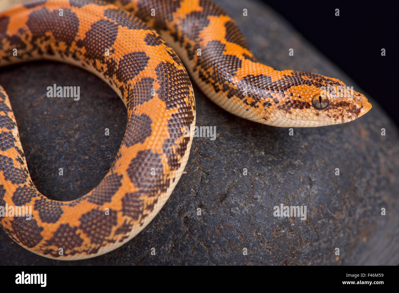 Kenyan sand boa (Gongylophis colubrinus Stock Photo Alamy