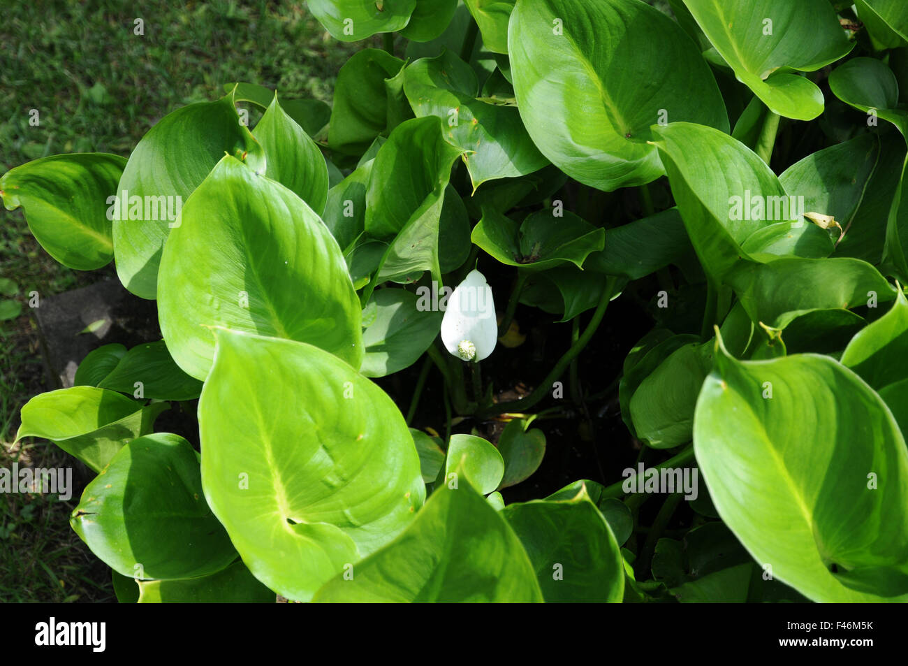 Bog arum Stock Photo - Alamy