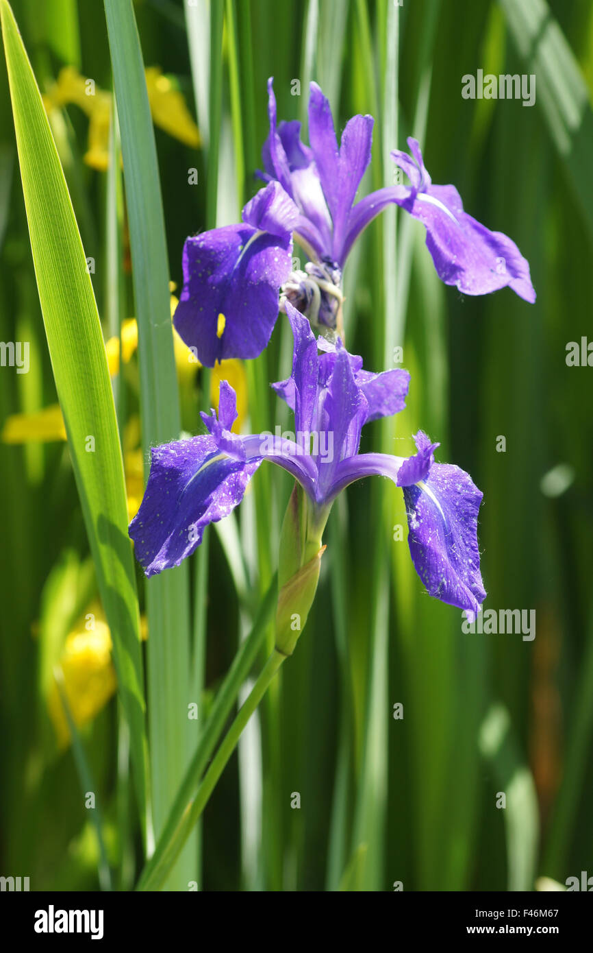 Japanese water iris Stock Photo - Alamy