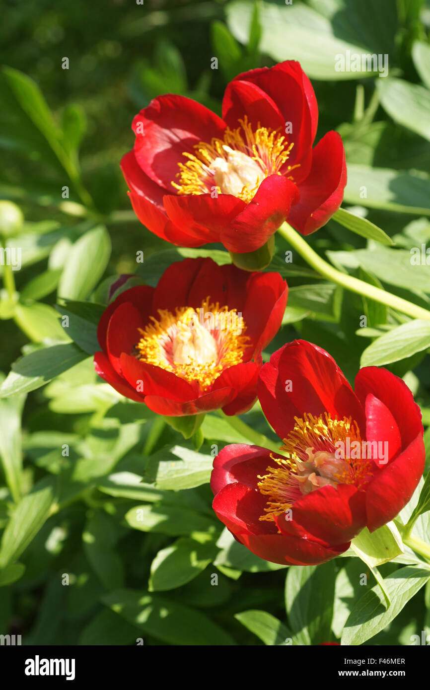 Scarlet red single peony Stock Photo