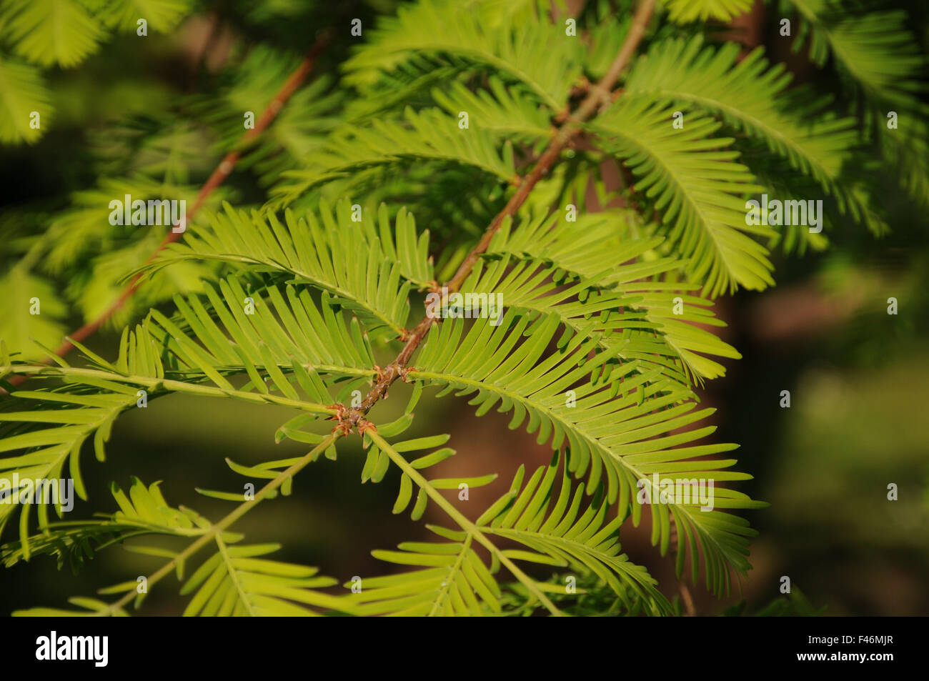 Dawn redwood trunk bark metasequoia hi-res stock photography and images ...