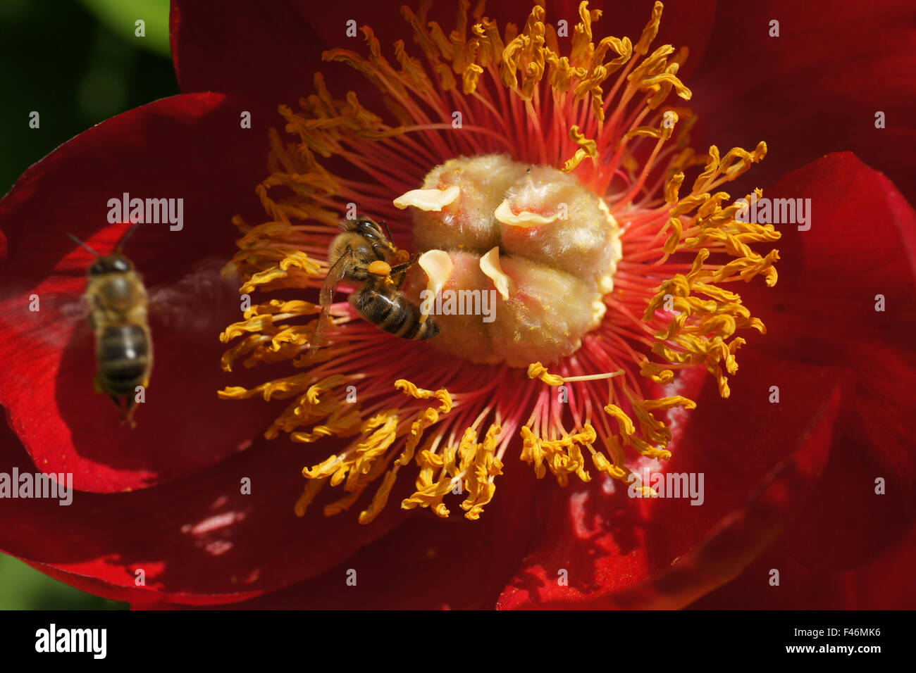Scarlet red single peony Stock Photo