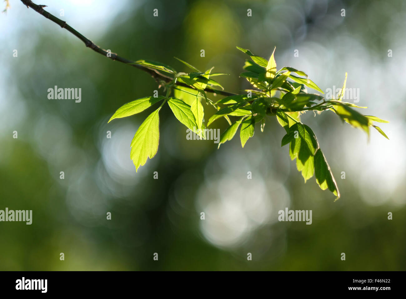 Green leaves background Stock Photo - Alamy