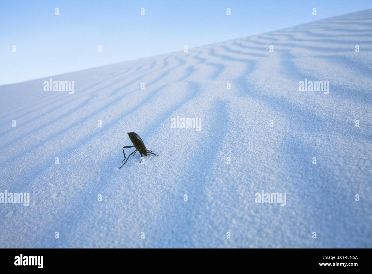 Darkling Beetle (Tenebrionidae) on sand in White Sands National Monument, New Mexico, USA, April. Stock Photo