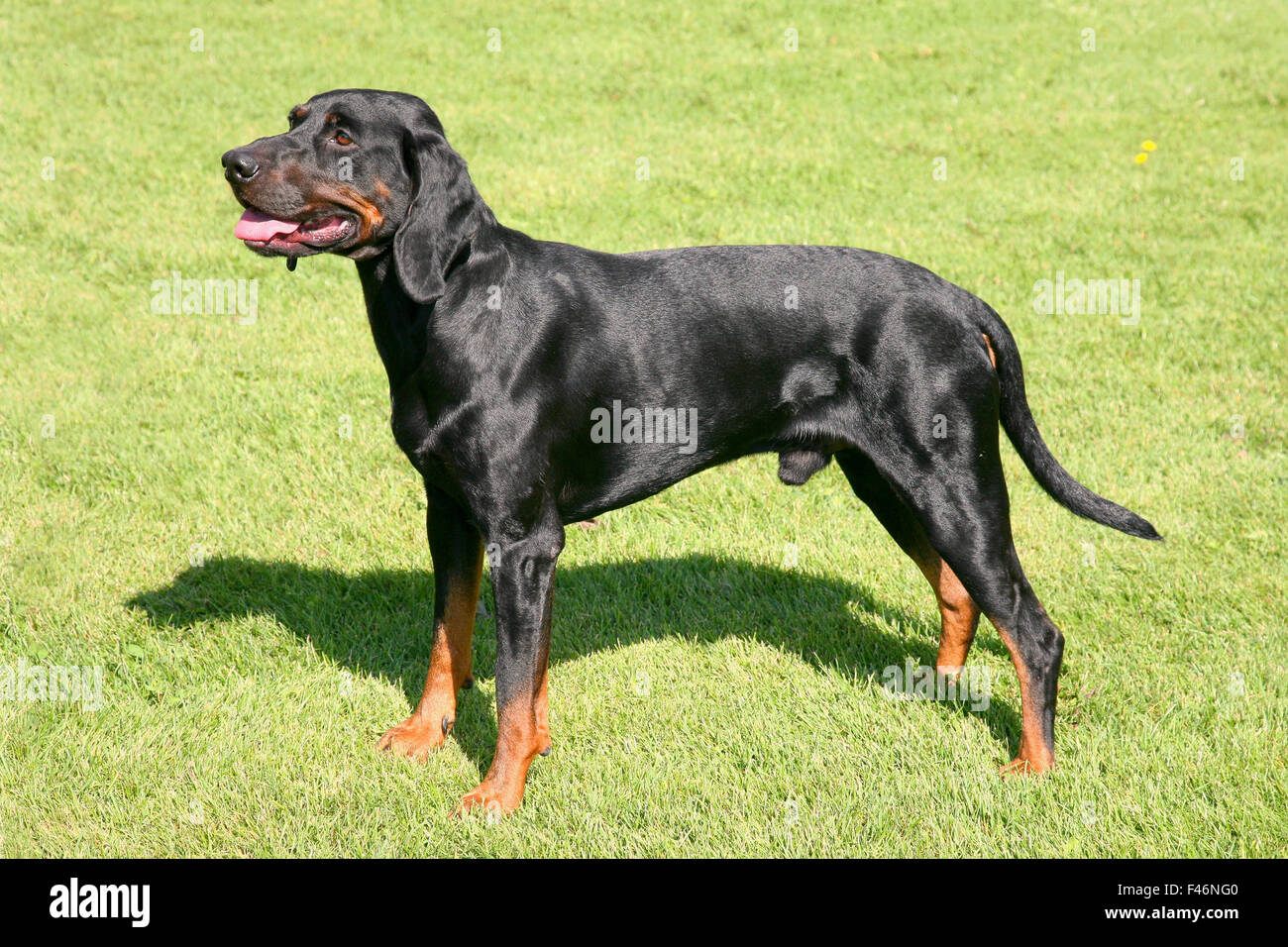 Portrait of Black Polish Hunting Dog Stock Photo Alamy